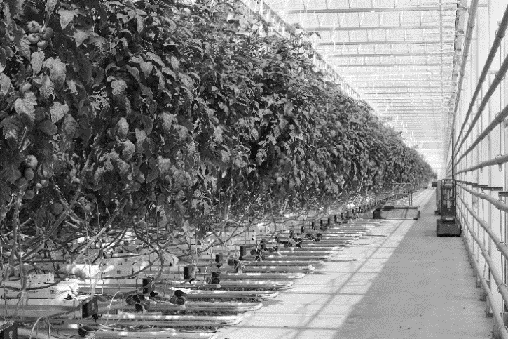 Desmet greenhouse